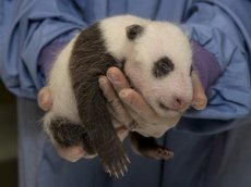 ДЕТЕНЫШ БОЛЬШОЙ ПАНДЫ ИЗ САН-ДИЕГО