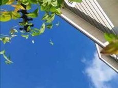 Смартфон выжил после падения с самолета