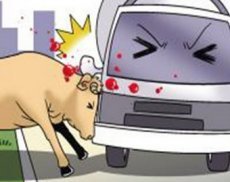 Полицейские попытались сбить быка своим автомобилем