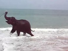 Слоновье счастье