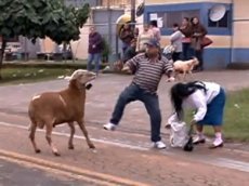 Бразильский козел стал героем YouTube