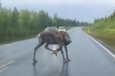 Лось перекрыл движение на автостраде