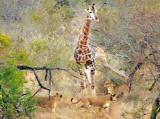Туристы сняли нападение восьми львиц на жирафа