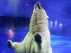 «Самого грустного в мире белого медведя» переселили в океанариум