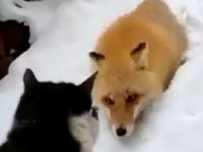 Сражение кота и лисы набирает популярность в Сети