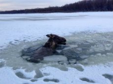 Семейная пара спасла лося, провалившегося под лед