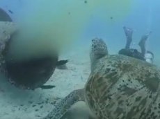 Дайверы сняли на видео, как редкая морская черепаха питается из сточной трубы