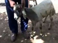 Овца-мутант, в чьем ухе нашли рот с зубами, попала на видео