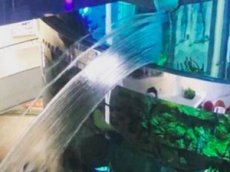 ТЦ в Москве затопила вода из треснувшего аквариума
