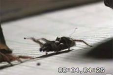 Брачные игры пауков: сеанс сексуального гипноза