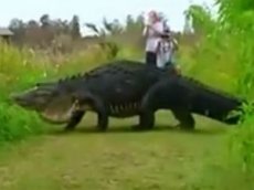 Во Флориде сняли на видео гигантского аллигатора