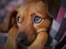 Видео с ожидающей укола собакой растопило сердца пользователей Сети