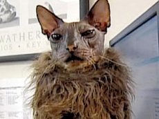 Самый страшный кот