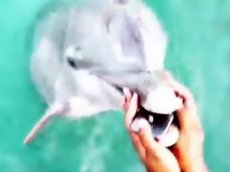 Дельфин спас упавший в воду мобильник