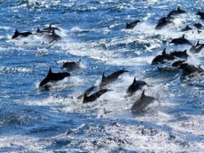 600 дельфинов собрались в одном месте