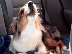 Собака-меломан набирает популярность в интернете