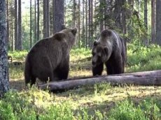 Видео битвы медведей набирает популярность в интернете