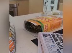 Австралиец нашел в коробке с хлопьями змею