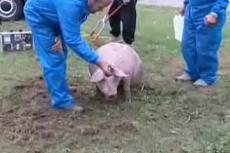 В Чехии произошло ДТП: серьезно пострадали свиньи