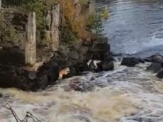 Видео спасения собаки из водопада в Карелии появилось в Сети