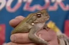 В США арестовали галлюциногенную жабу