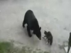 Кот охраняет дом от медведя