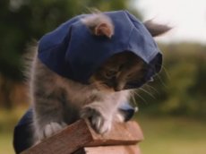 Котята в образе ассасинов покорили YouTube