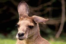 На улицах Мельбурна устроили облаву на дикого кенгуру