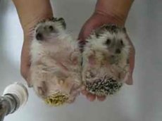 Купание ежиков