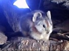 В Китае сняли на видео «волшебного кролика»