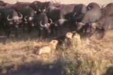 Стадо буйволов отбило теленка у прайда львов