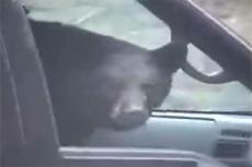 Случай на Аляске: пока женщина делала покупки, в ее машину забрался медведь