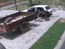 Как в Индии воруют священных коров