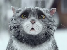 Рождественская реклама с котом взорвала Интернет