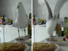 Прожорливая чайка устроила пиршество "в гостях"