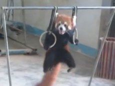 Панда научилась подтягиваться на кольцах