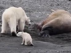 На Шпицбергене морж прогнал с берега белую медведицу с медвежонком