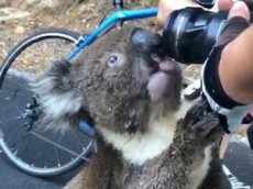 Интернет-пользователей расстрогало видео с попросившей воды у людей коалой