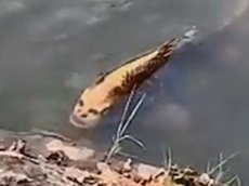 Рыбу с «человеческим лицом» засняли на видео в Китае