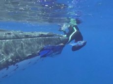 Кит спас женщину от тигровой акулы