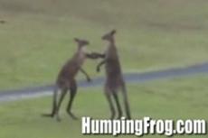 Взбесившиеся кенгуру распугали любителей гольфа