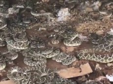 Фермер обнаружил под сараем сотни гремучих змей