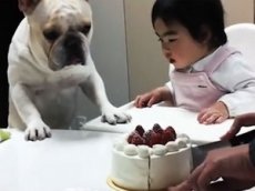 Бульдог-сладкоежка стал звездой YouTube