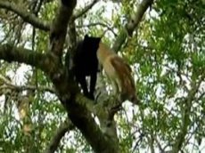 Кот и сова стали звездами YouTube