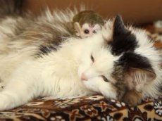 Кошка усыновила новорожденную обезьянку