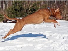 Самый большой питбуль на Земле покорил интернет