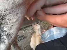 Кот нашел способ полакомиться парным молоком