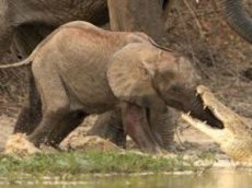 Слон спас своего малыша от крокодила