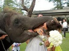 Тайский слон едва не пообедал невестой