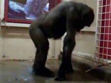 Танец гориллы стал хитом интернета